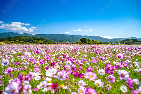 Fototapeta 秋、奈良県藤原宮跡 広大なコスモス畑と青空