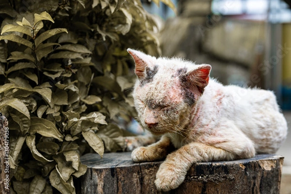 Fototapeta Poor sick cat