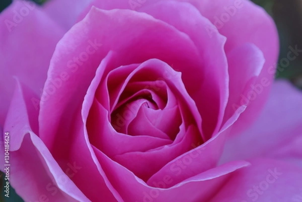 Fototapeta 花の女王