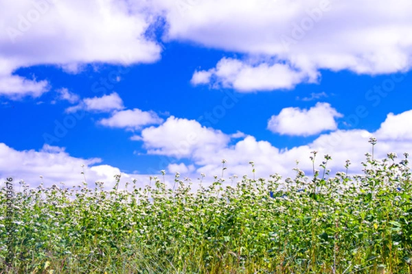 Obraz 収穫の秋、秋空のした、そば畑の蕎麦の花