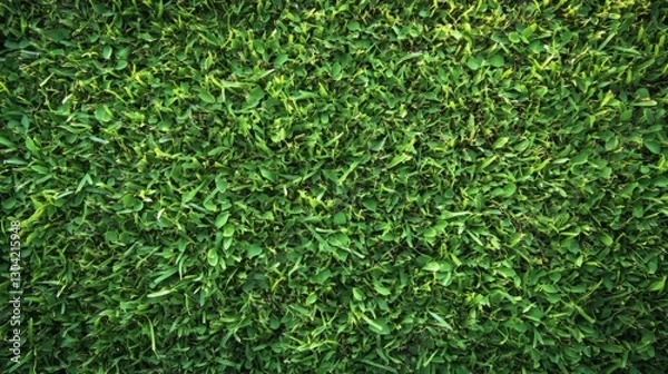 Fototapeta Close-up of lush green grass lawn with dense uniform texture