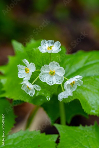 Fototapeta サンカヨウ