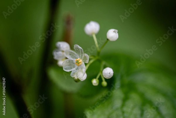 Fototapeta サンカヨウ