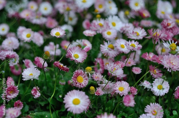 Fototapeta daisies
