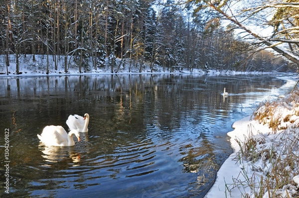 Obraz Łabędzie zimą