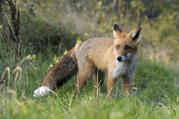 Obraz red fox on the hunting