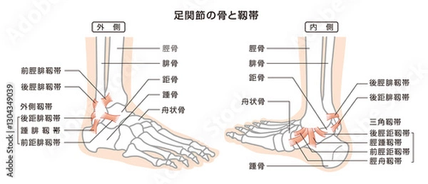 Obraz 足関節の骨と靱帯　構造イラスト図