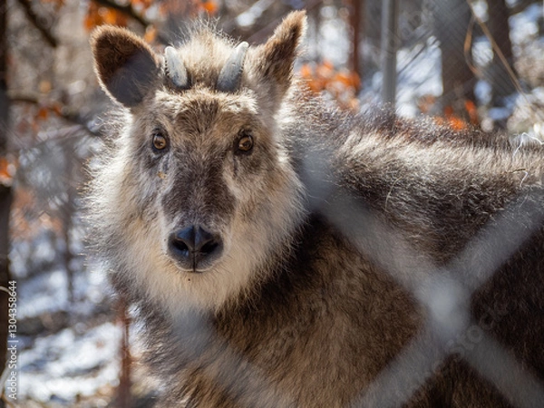 Fototapeta 茶臼山動物のニホンカモシカ