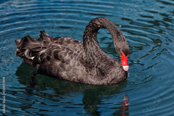 Fototapeta Black swan