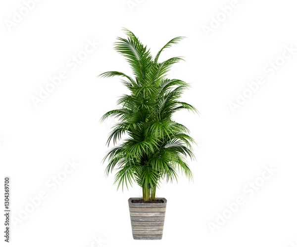 Fototapeta palm tree in a pot