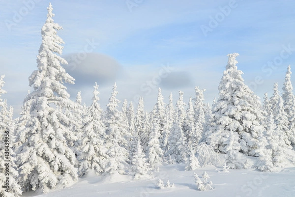 Fototapeta Beautiful winter forest with pine trees covered by snow