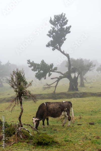 Obraz cows in the field