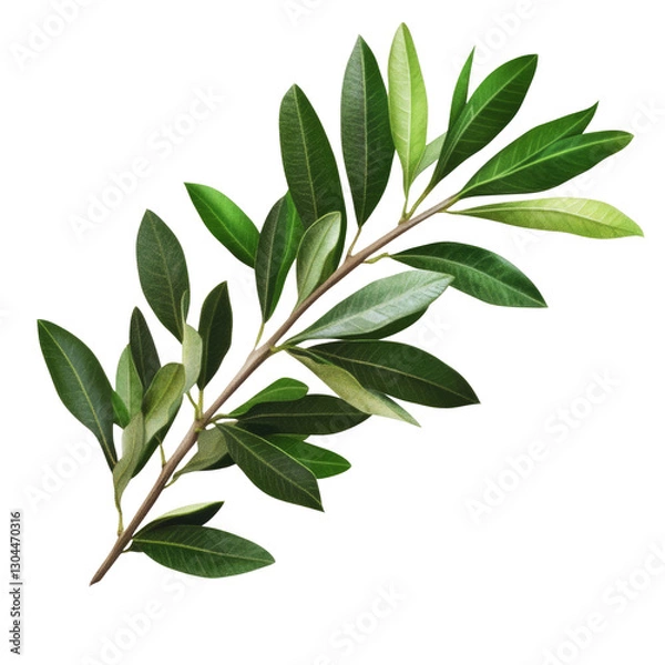 Fototapeta olive branch with green leaves isolated on white or transparent background 