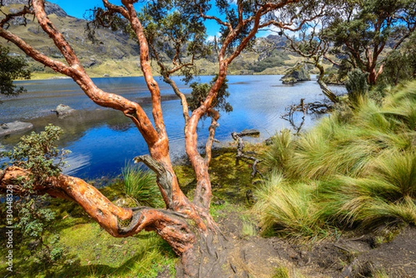 Obraz Paper tree in Cajas National Park, Ecuador