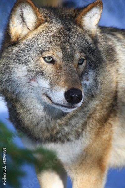 Obraz Wolf w Szwecji