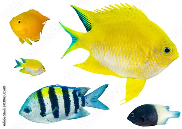 Fototapeta Damselfish Collection Set - Isolated PNG with Transparent Background