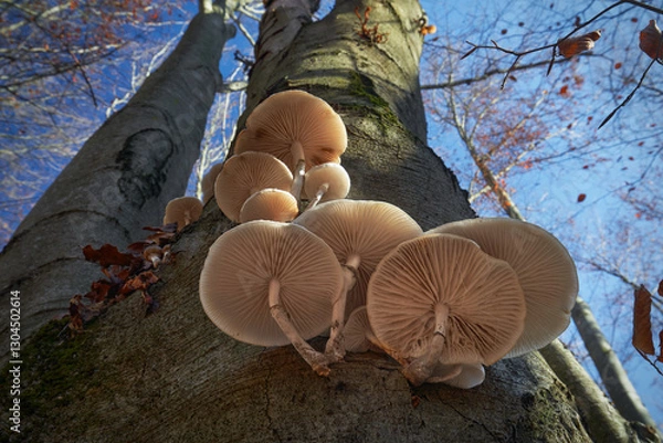 Fototapeta Mucidula mucida