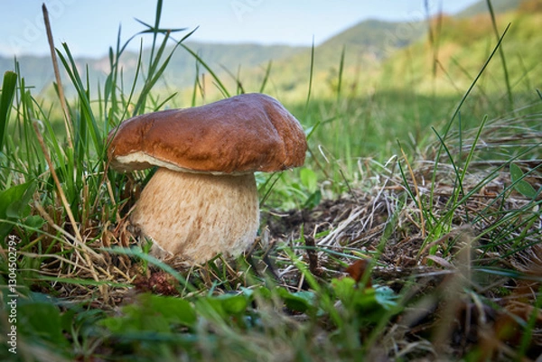Obraz Boletus edulis