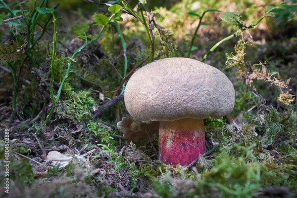 Fototapeta Boletus calopus