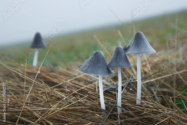 Fototapeta Coprinellus