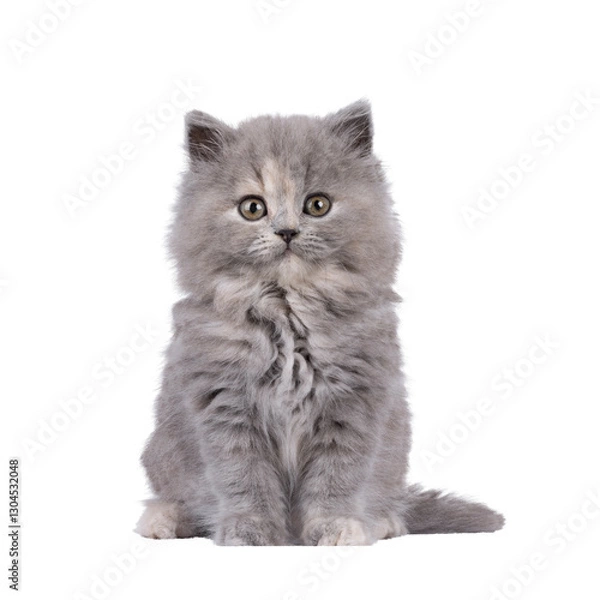 Fototapeta Adorable blue tortie British Longhair cat kitten, sitting up facing front. Looking curious towards camera. Isolated cutout on a transparent background.