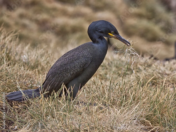 Fototapeta Cormoront