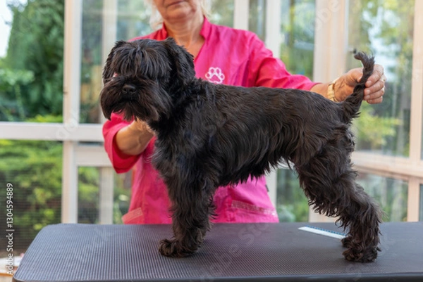 Obraz Fenale groomer is showing the Black Schnauzer dog standing on grooming table. Horizontally. 
