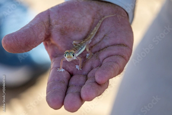 Obraz A tourguide is holding a Namibgecko in his hands in the Namib Dessert