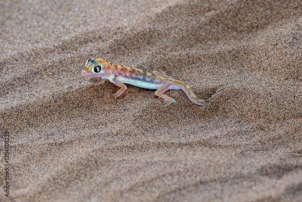 Obraz A Namibgecko in the hot sand of the Namib desert in Namibia