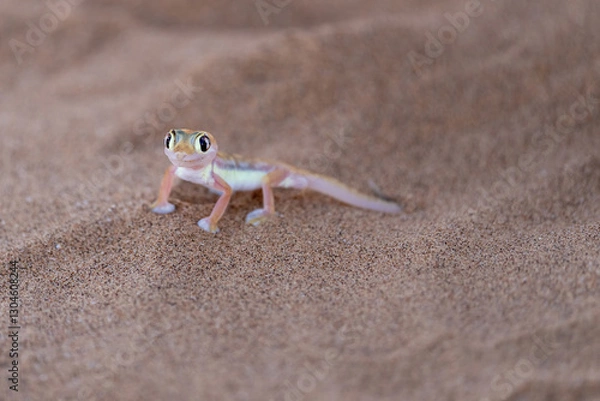 Obraz A Namibgecko in the hot sand of the Namib desert in Namibia
