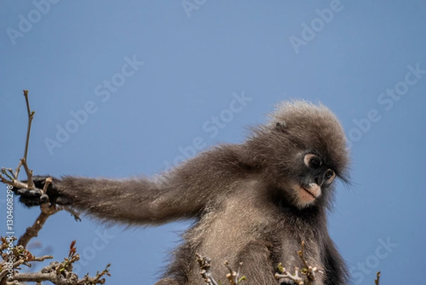 Obraz Dusky leaf monkey on a tree searching for food. Blue sky in the background as copy-space
