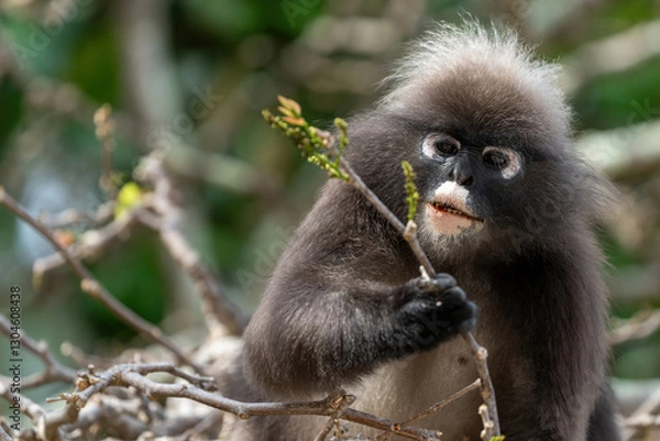 Obraz Dusky leaf monkey on a tree searching and eating leafs. 