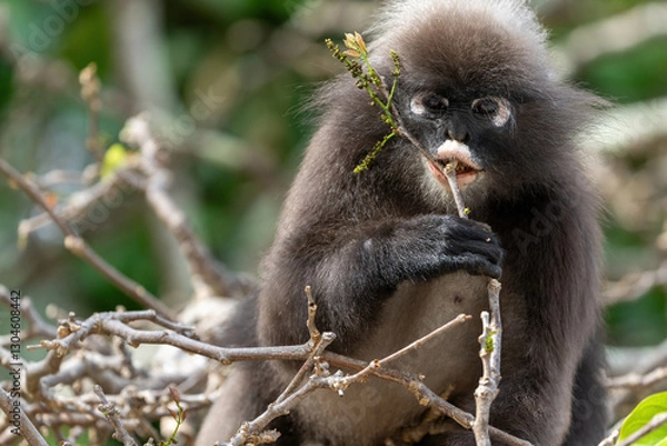 Obraz Dusky leaf monkey on a tree searching and eating leafs. 
