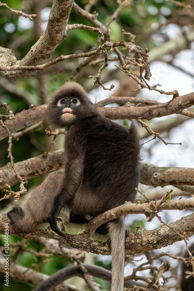 Obraz Dusky leaf monkey sitting in a tree 