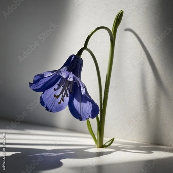 Fototapeta "A lone bluebell with dramatic shadow play, enhancing its delicate curves on a white backdrop."