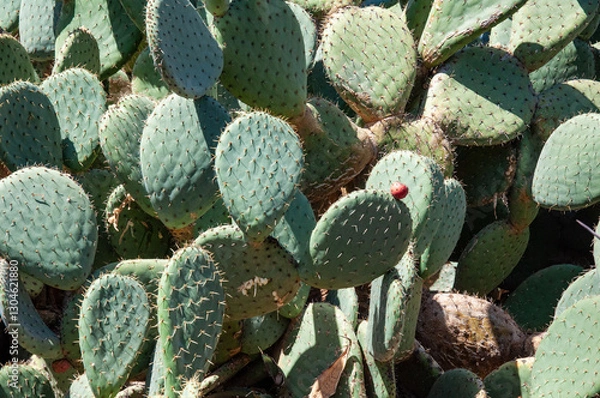 Fototapeta Green prickly pear cactus with spikes