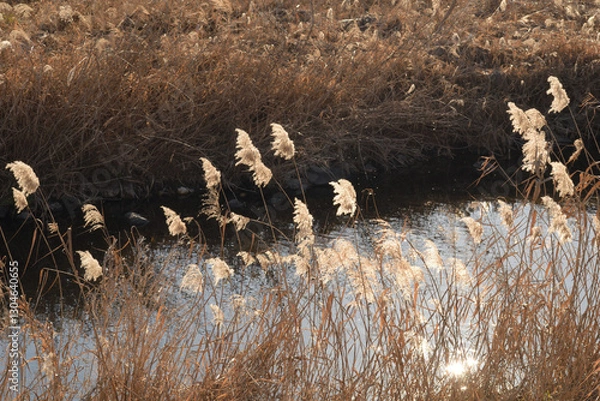 Obraz 冬の川岸で風に揺れるススキ