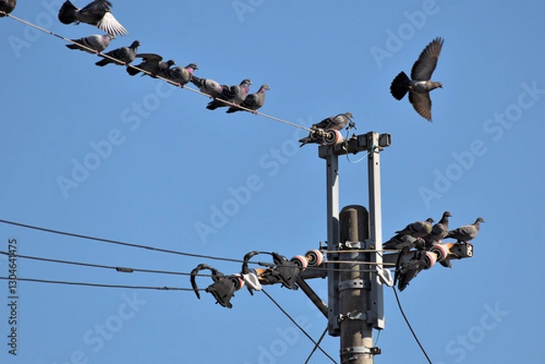 Obraz 電線にとまる鳩の群れ