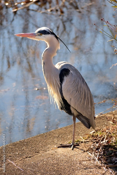 Obraz 川岸に一本足で立つアオサギ