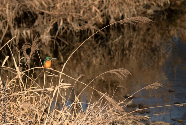 Obraz 冬の川で獲物を狙うカワセミ