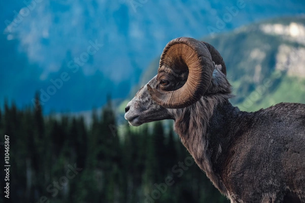 Obraz Wild Big Horn Sheep