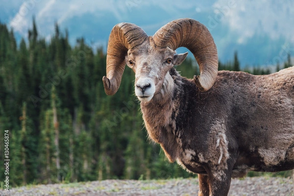 Obraz Wild Big Horn Sheep