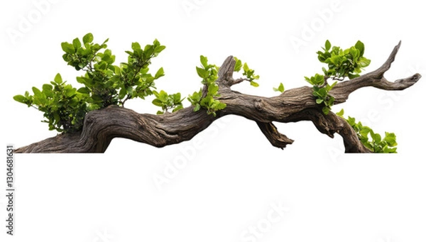 Fototapeta Bonsai Elegance: An intricate bonsai tree with lush green foliage and a gnarled, textured trunk.
