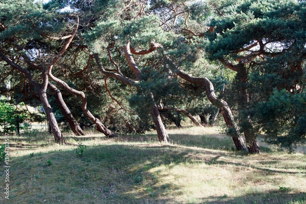 Fototapeta windbent pine trees in the forest