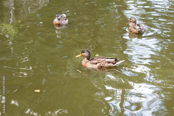 Fototapeta duck swims in pond