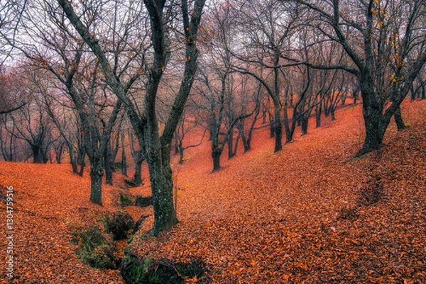 Obraz Chestnut trees in autumn, Pujerra, a town in the province of Malaga. Spain.