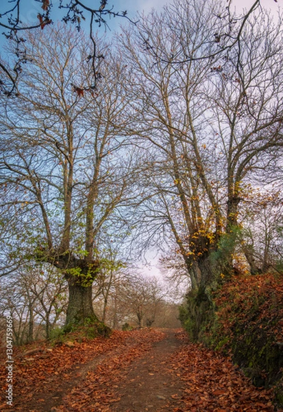 Obraz Chestnut trees in autumn, Pujerra, a town in the province of Malaga. Spain.