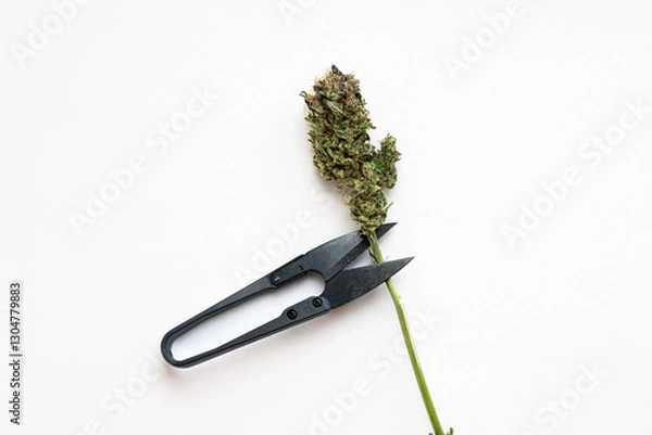Obraz Cannabis bud and trimming shears on a white background. Dry trim of the flower to increase the quality of the drug. Equipment for manual work on the plant part.