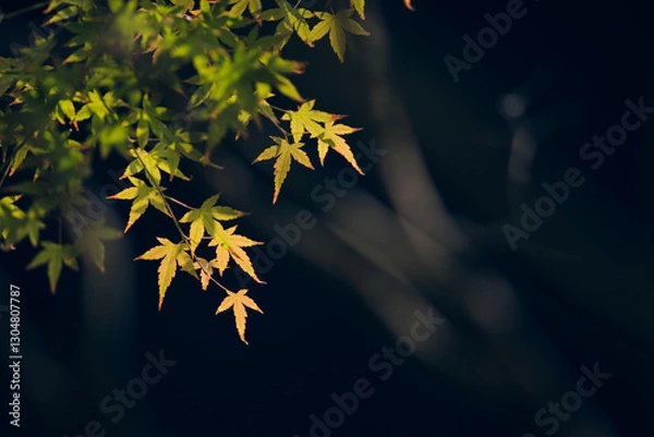 Obraz yellow autumn leaves