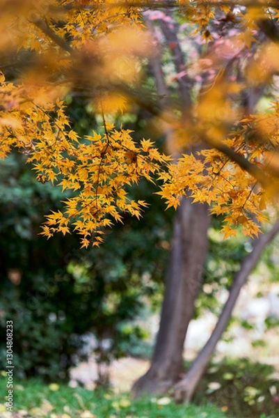 Fototapeta autumn tree in the park